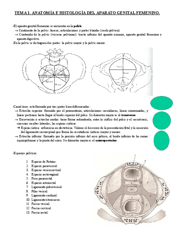 Miniatura del documento TEMA-1.-ANATOMIA-E-HISTOLOGIA-DEL-APARATO-GENITAL-FEMENINO..pdf