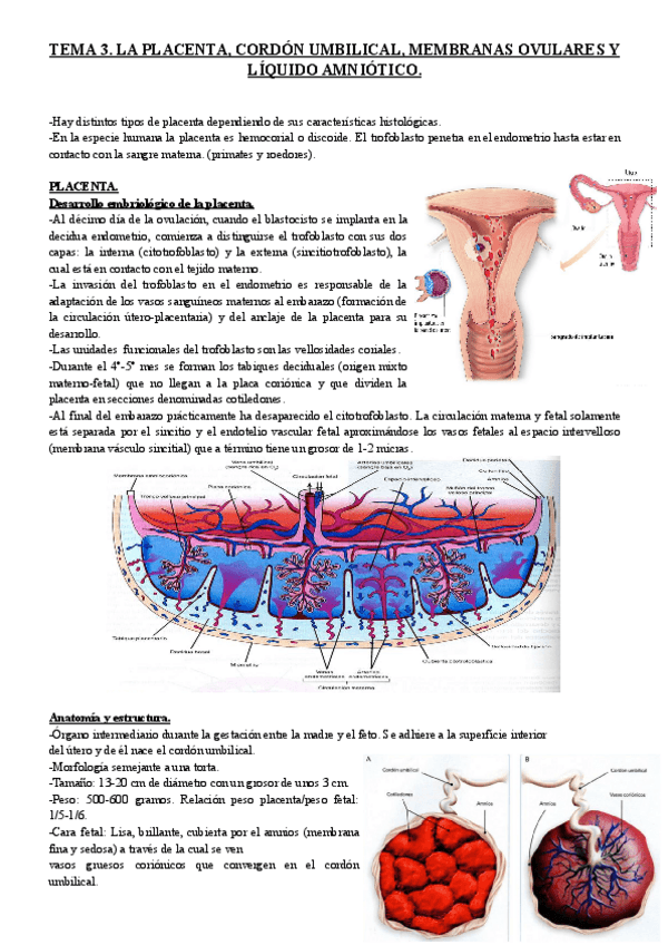 Miniatura del documento TEMA-3.-LA-PLACENTA-CORDON-UMBILICAL-MEMBRANAS-OVULARES-Y-LIQUIDO-AMNIOTICO..pdf