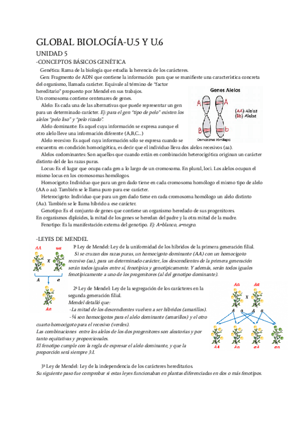 Miniatura del documento Herencia-y-genetica.pdf