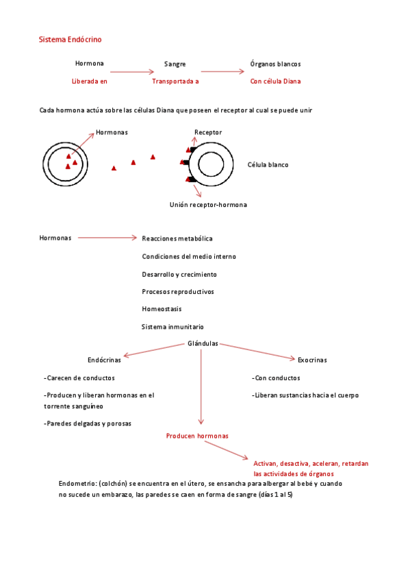 Miniatura del documento Hormonas-glandulas-y-glucemia.pdf