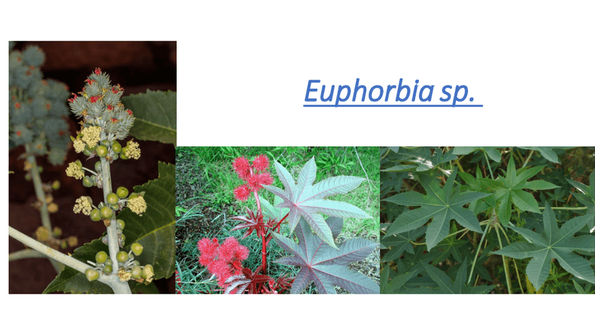 Miniatura del documento Visu-Botanica-II-PARTE-2-Curso-2023-2024.pdf