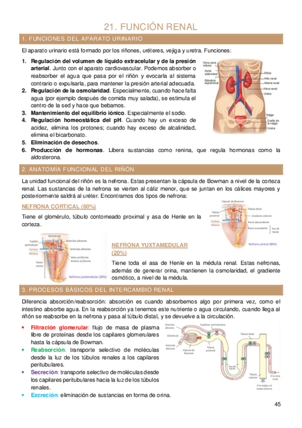 Miniatura del documento Tema-21-fisiologia-humana.pdf