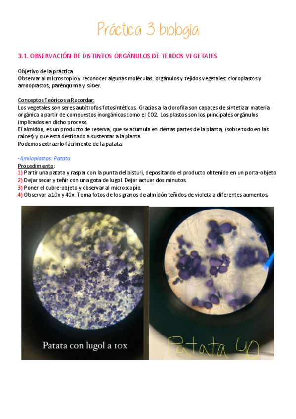 Miniatura del documento Practica-3-biologia.pdf