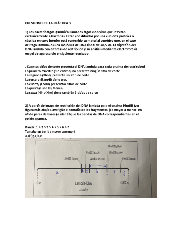 Miniatura del documento CUESTIONES-DE-LA-PRACTICA-3.pdf