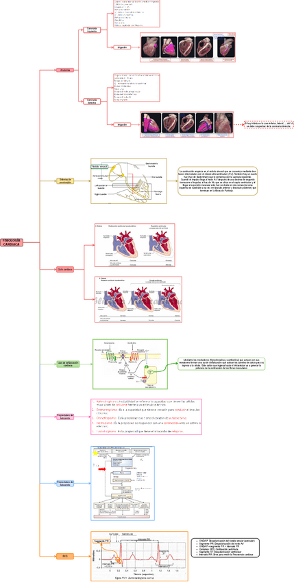 Miniatura del documento TEO-MED-INT-1-FISIOLOGIA-CARDIACA.drawio.pdf