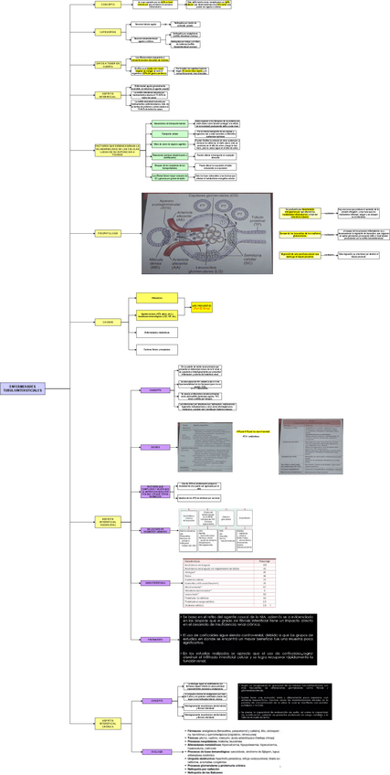 Miniatura del documento TEO-MED-1-ENFERMEDADES-TUBULOINTERSTICIALES.drawio.pdf