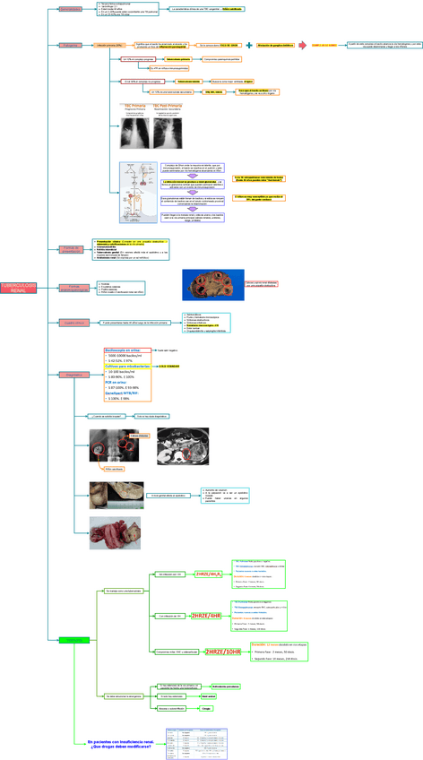 Miniatura del documento TEO-MED-INT-1-TUBERCULOSIS-RENAL.drawio.pdf