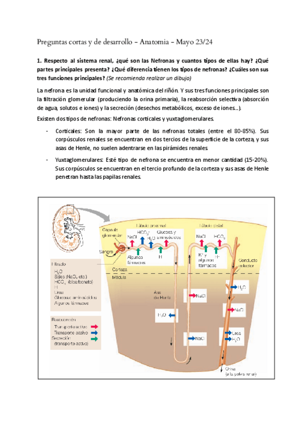 Miniatura del documento Preg.-Cortas/Desarrollo-Mayo-24.pdf