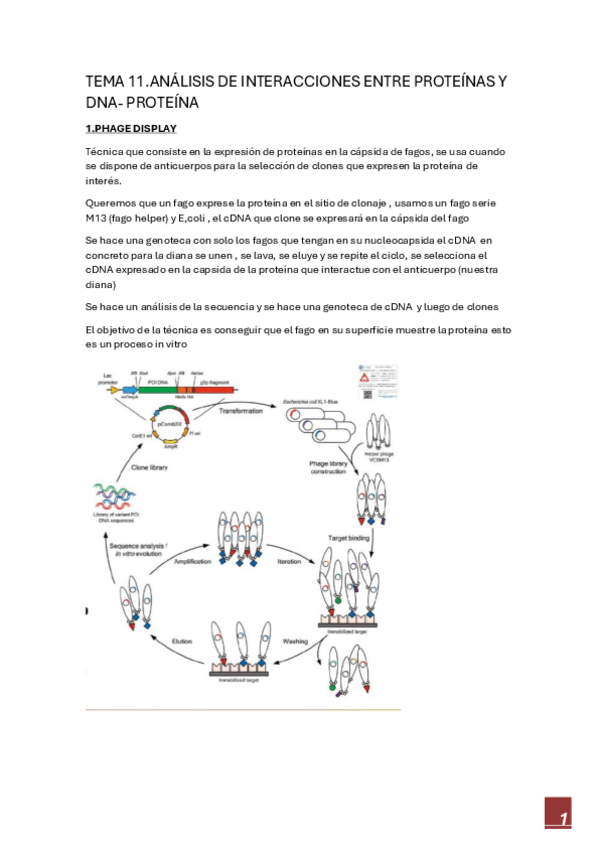 Miniatura del documento Tema-11.-Ingenieria-genetica.pdf