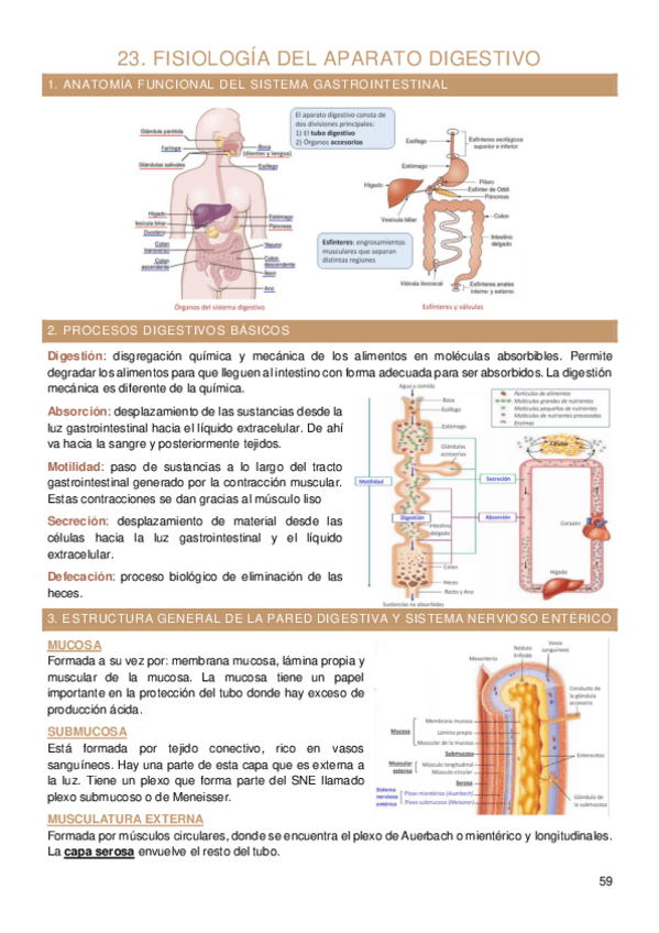 Miniatura del documento Tema-23-fisiologia-humana.pdf