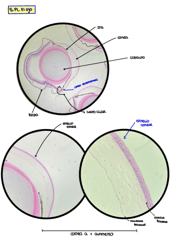Miniatura del documento 5.PL.-El-Ojo.pdf