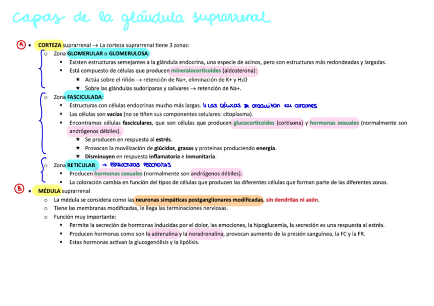 Miniatura del documento Capas-de-gladula-suprarrrenal.pdf