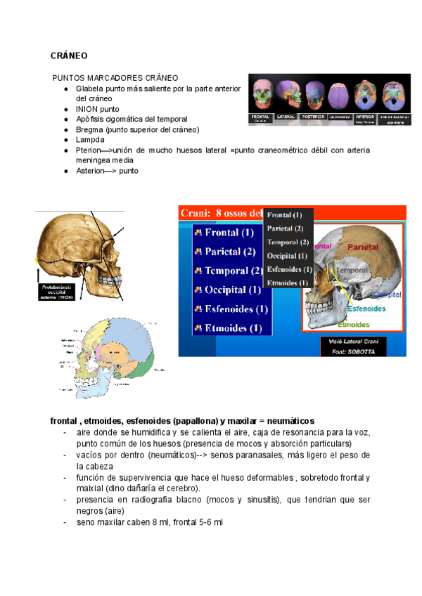 Miniatura del documento CRANEO.pdf