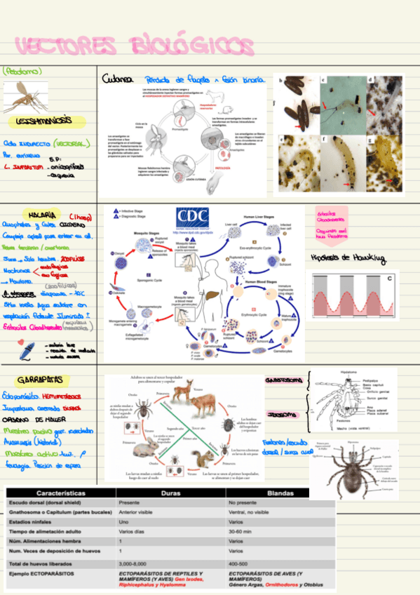 Miniatura del documento esquema-teoria-parcial-2.pdf