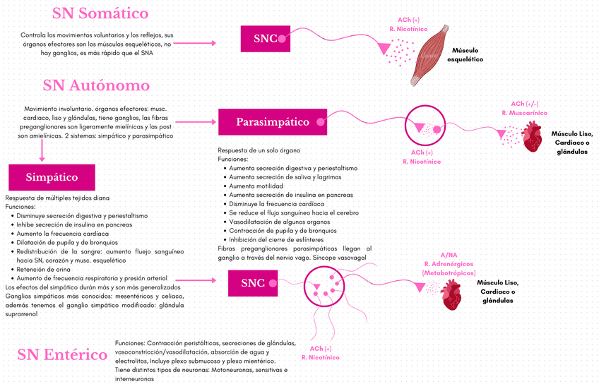 Miniatura del documento T.5-Resumen.png