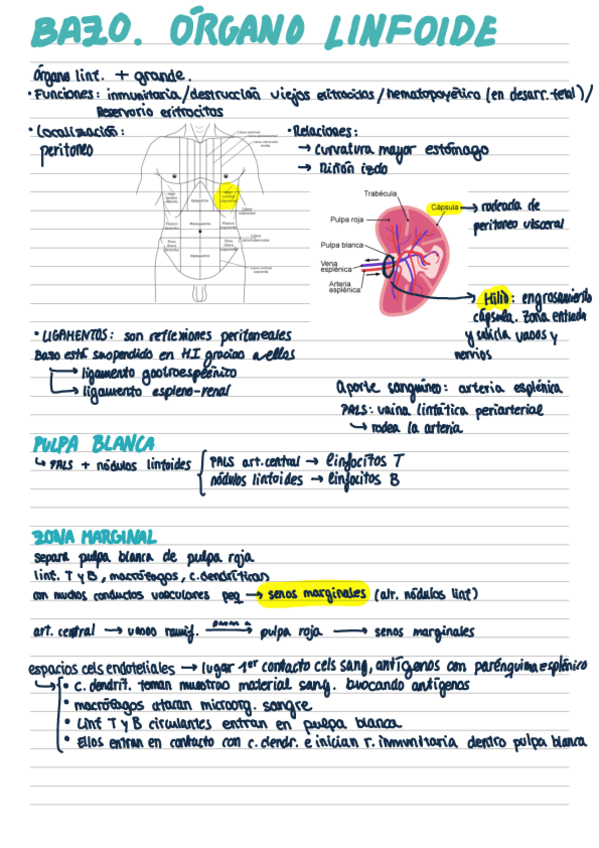 Miniatura del documento BAZO.pdf