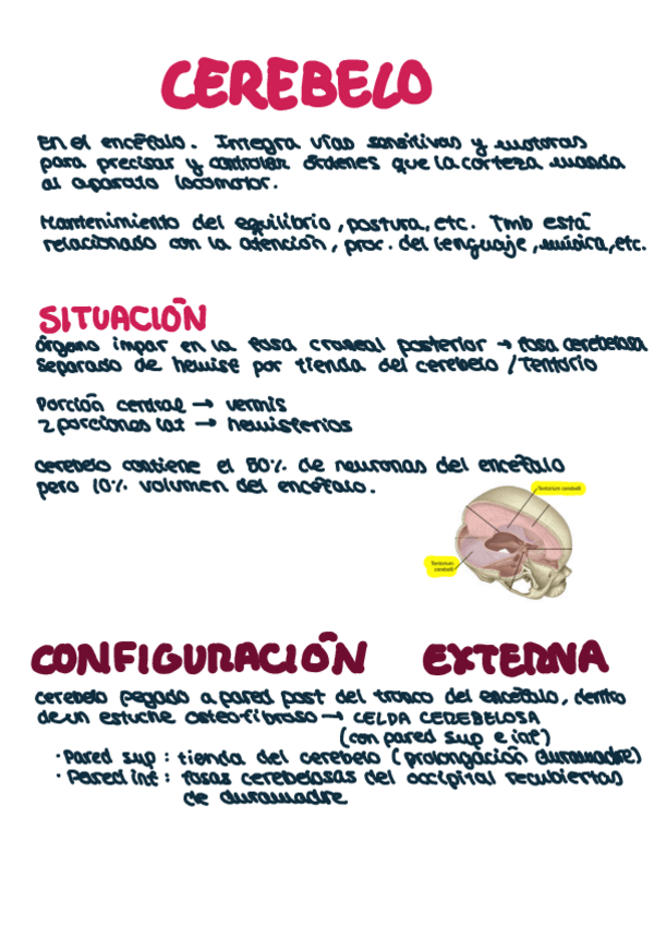 Miniatura del documento CEREBELO.pdf