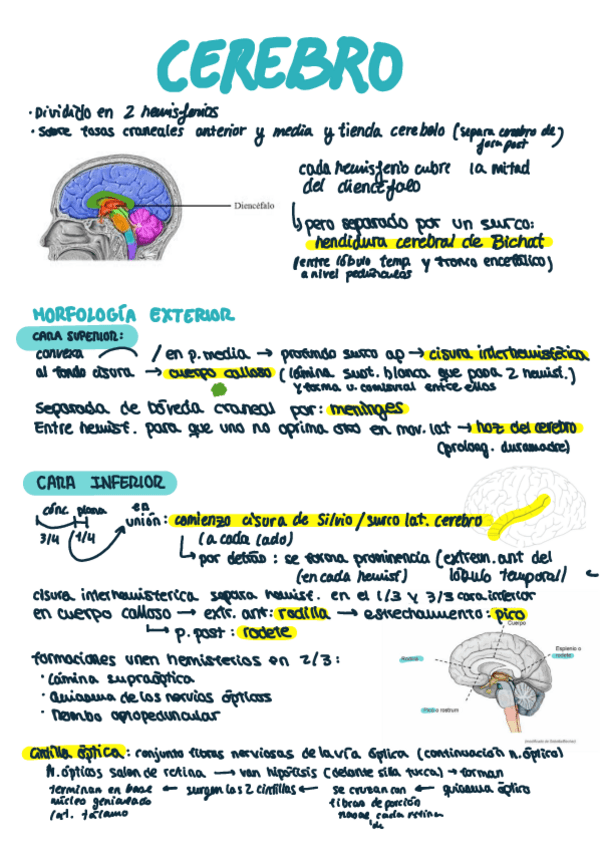 Miniatura del documento CEREBRO.pdf