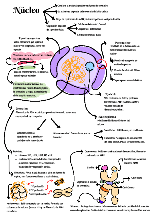 Miniatura del documento Núcleo celular esquema.pdf