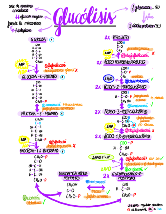 Miniatura del documento Esquemas-Metabolismo.pdf