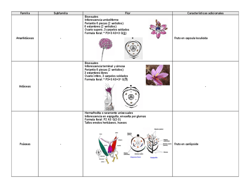 Miniatura del documento Botanica-2P-cuadro-comparativo-de-las-familias.pdf