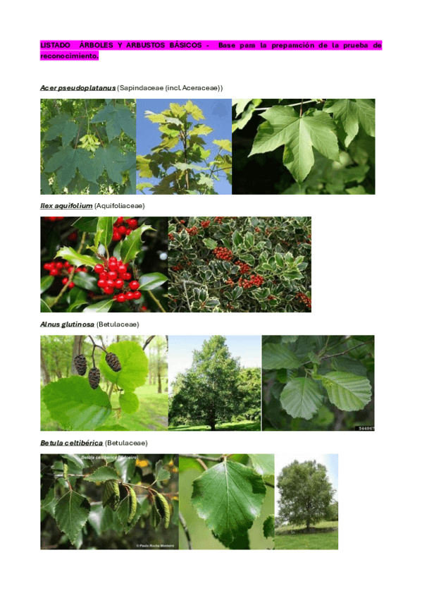 Miniatura del documento ARBOLES-Y-ARBUSTOS-BASICOS-VISU-23-24.pdf