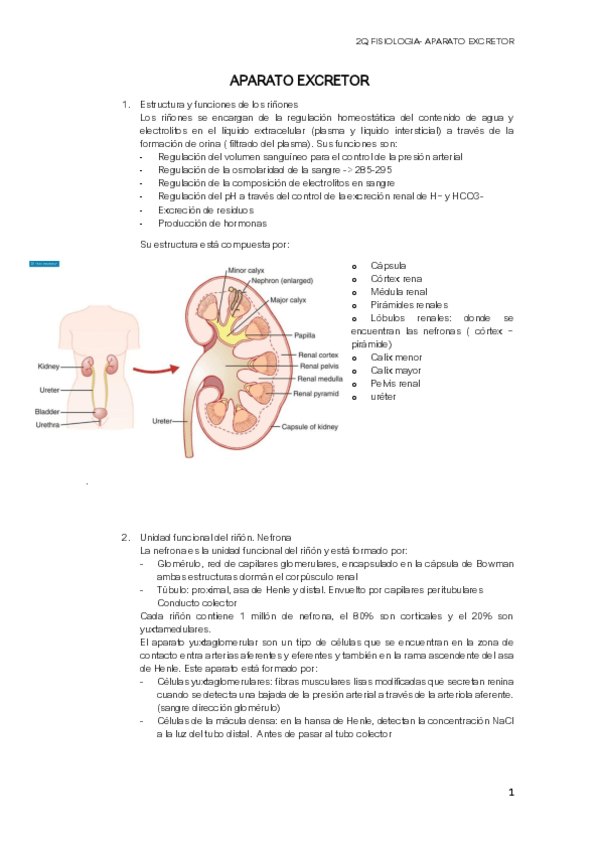 Miniatura del documento FISIOLOGIA-AP-EXCRETOR.pdf