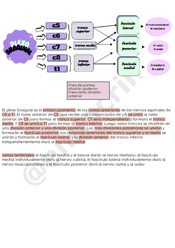 Miniatura del documento plexo-braquial.pdf