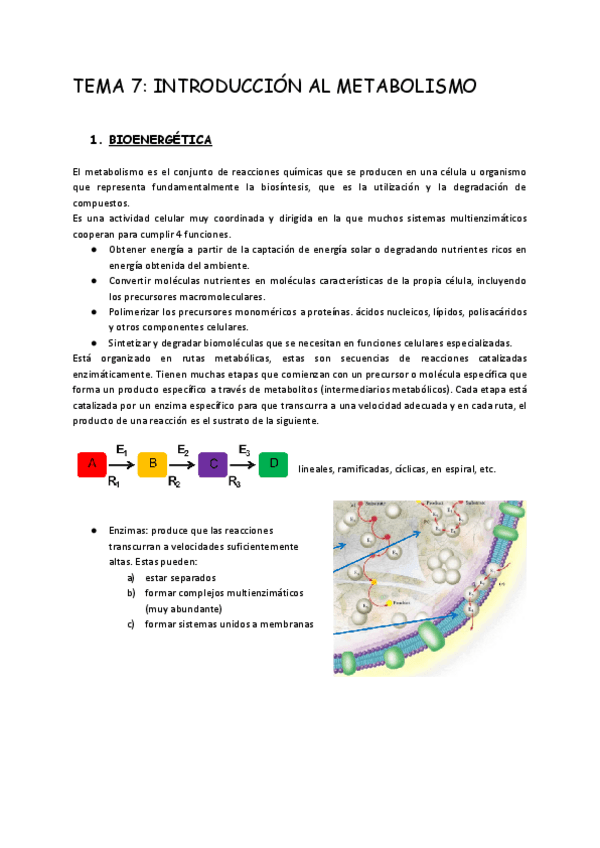 Miniatura del documento TEMA-7-INTRODUCCION-AL-METABOLISMO.pdf