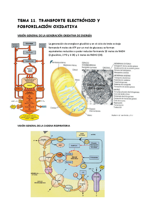 Miniatura del documento TEMA-11TRANSPORTE-ELECTRONICO-Y-FOSFORILACION-OXIDATIVA.pdf