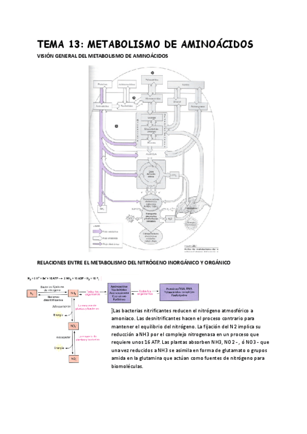 Miniatura del documento TEMA-13METABOLISMO-DE-AMINOACIDOS.pdf