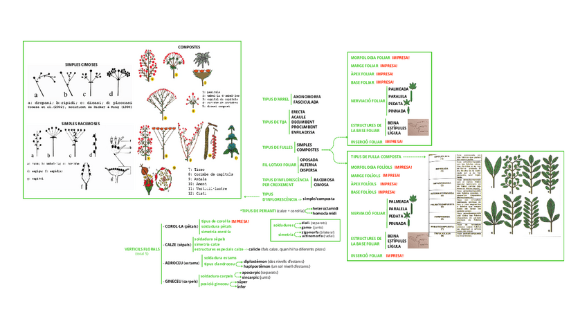 Miniatura del documento EXAMEN-PRACTIC-BOTANICA.pdf