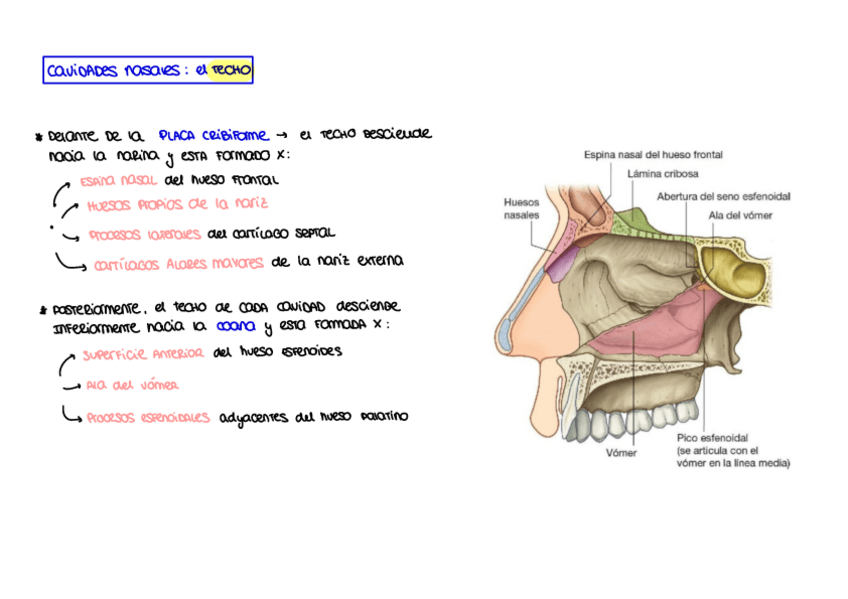 Miniatura del documento Cavidad-nasal-El-techo.pdf