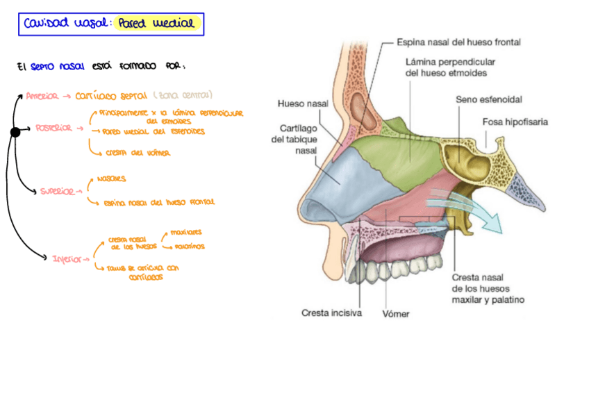 Miniatura del documento Cavidad-nasal.-Pared-medial.pdf