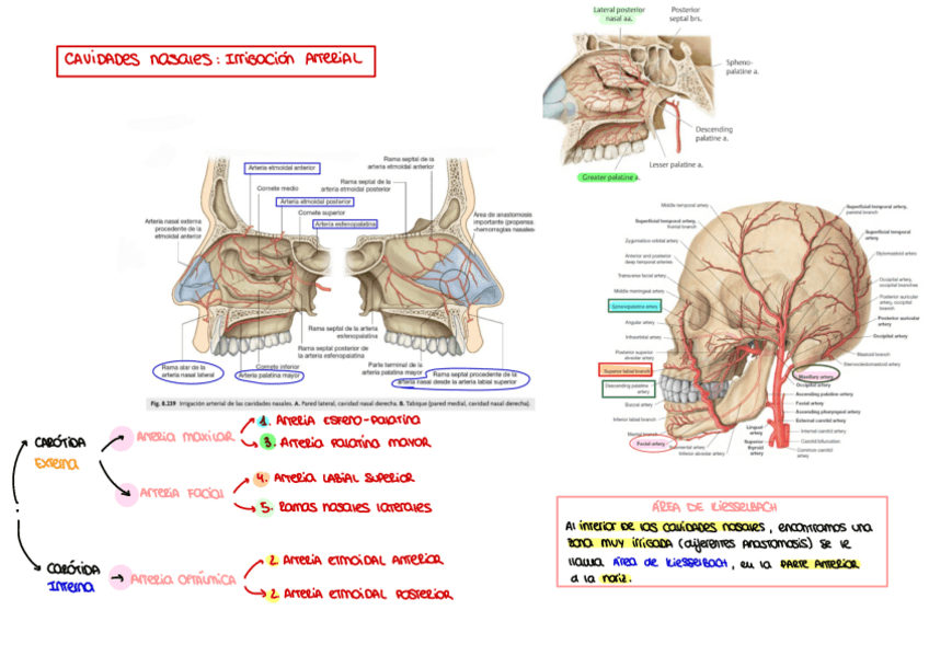 Miniatura del documento Cavidades-nasales-Irrigacion-arterial.pdf