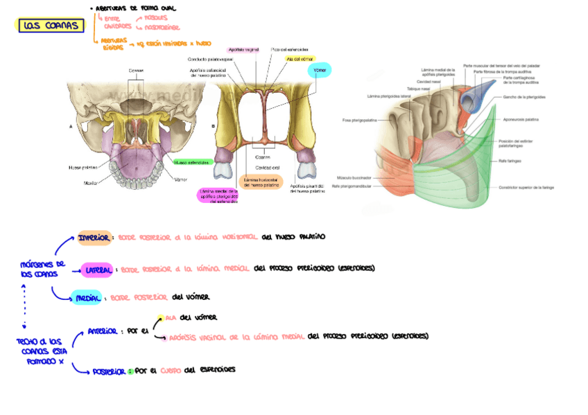 Miniatura del documento Las-coanas.pdf
