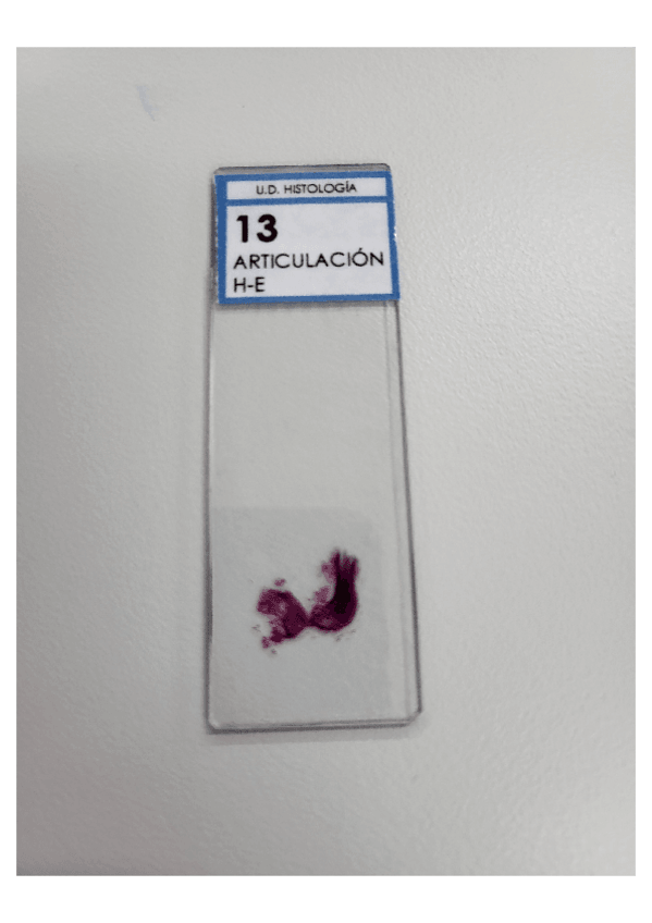 Miniatura del documento Imagenes-Practicas-3-4-Histologia-1.pdf