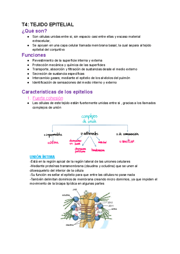 Miniatura del documento T4-TEJIDO-EPITELIAL.pdf