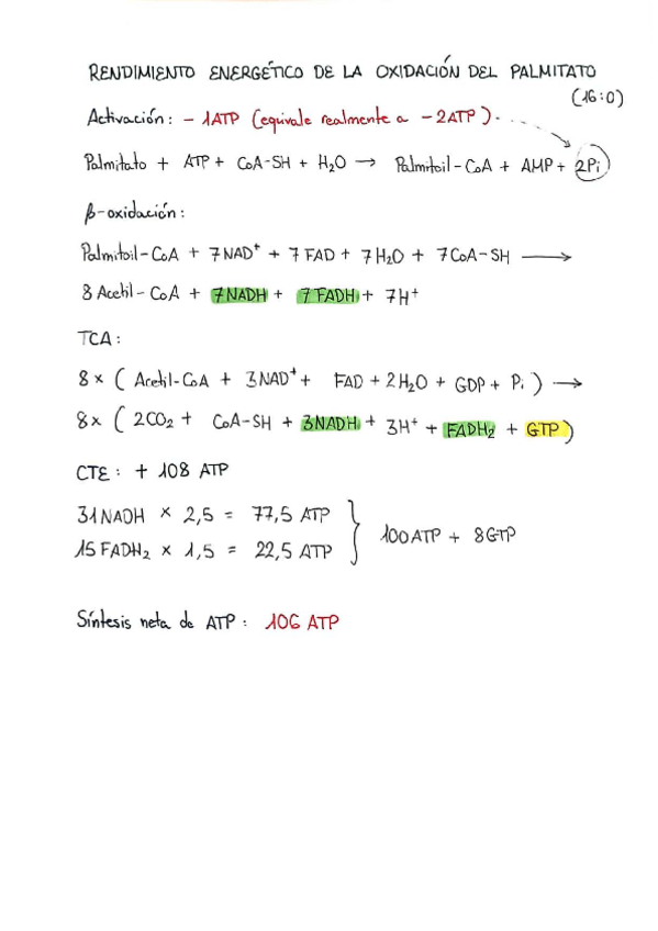 Miniatura del documento Oxidacion-Palmitato-Rendimiento-Energetico.pdf