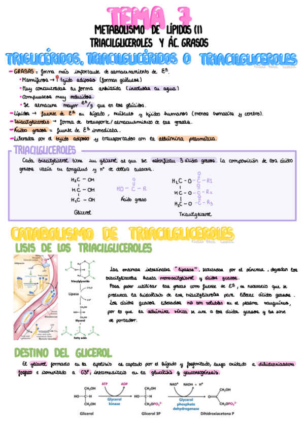 Miniatura del documento Tema-7-Triacilgliceroles-Y-Acidos-Grasos.pdf
