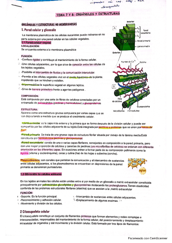Miniatura del documento organulos-membranosos-y-no-membranosos.pdf