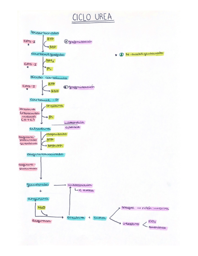 Miniatura del documento ESQUEMA-CICLO-UREA.pdf
