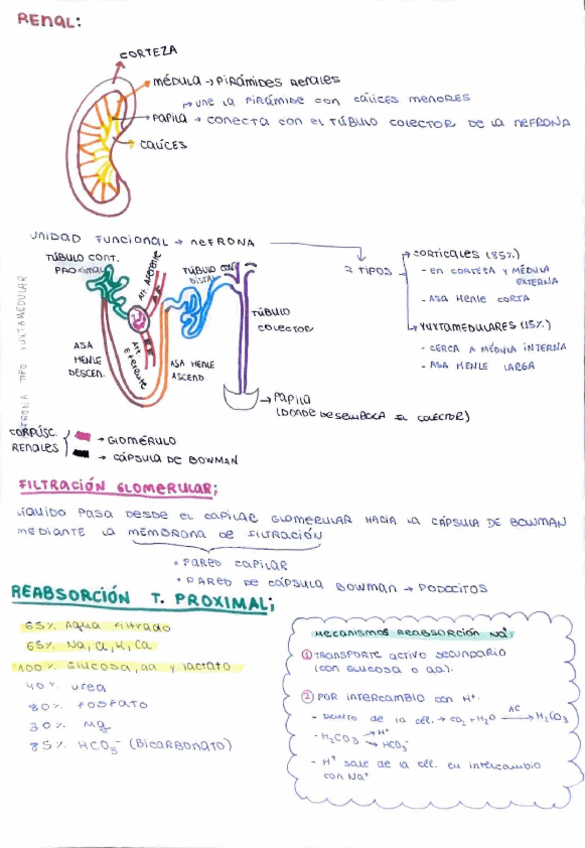Miniatura del documento RENAL.pdf