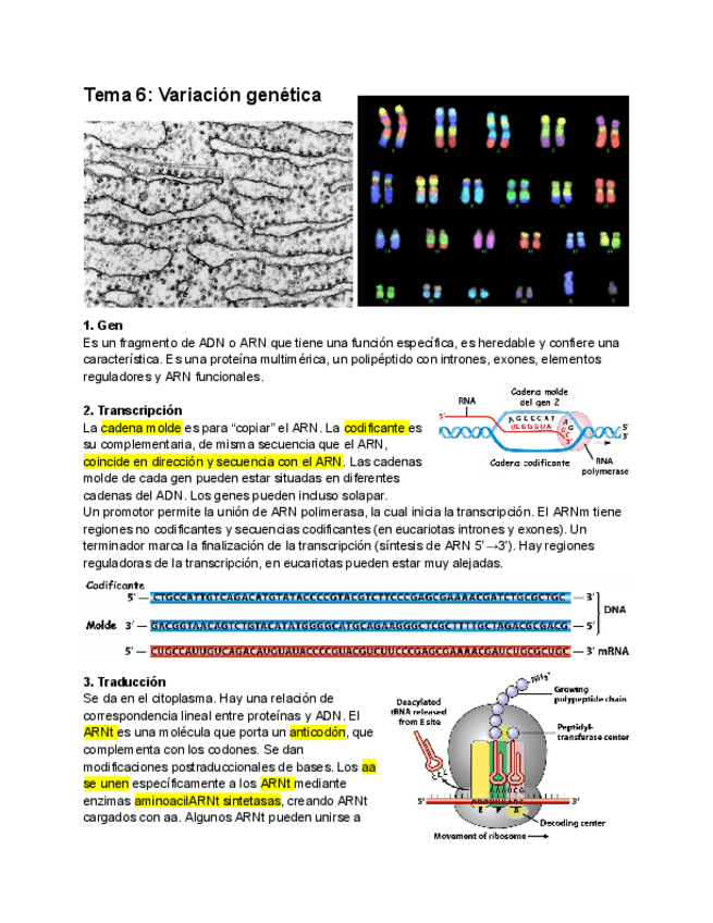 Miniatura del documento Tema-6-Variacion-genetica.pdf