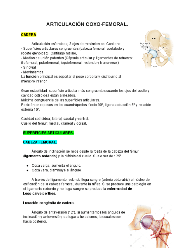 Miniatura del documento ARTICULACION-COXO-FEMORAL.pdf