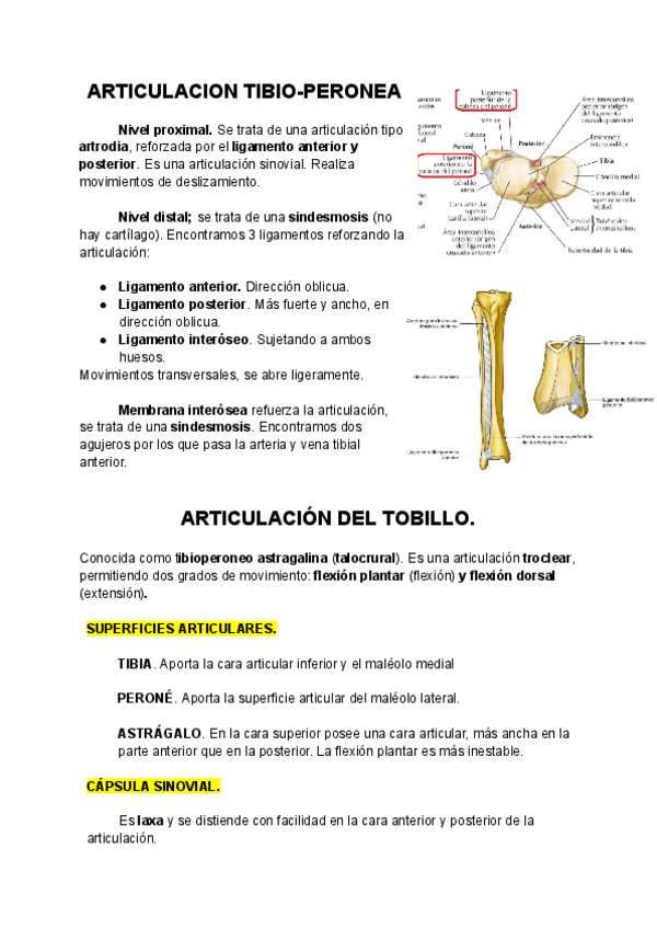 Miniatura del documento ARTICULACION-TIBIO-PERONEA-Y-TIBIOPERONEA-ASTRAGALINA.pdf