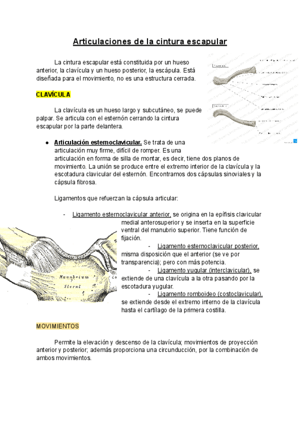 Miniatura del documento Articulaciones-de-la-cintura-escapular.pdf