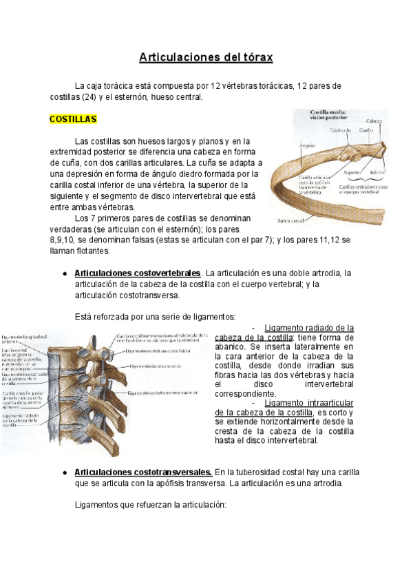 Miniatura del documento Articulaciones-del-torax.pdf