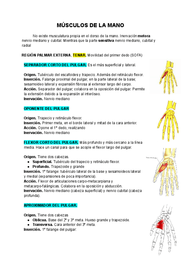 Miniatura del documento MUSCULOS-DE-LA-MANO.pdf