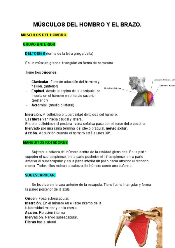 Miniatura del documento MUSCULOS-DEL-HOMBRO-Y-EL-BRAZO.pdf